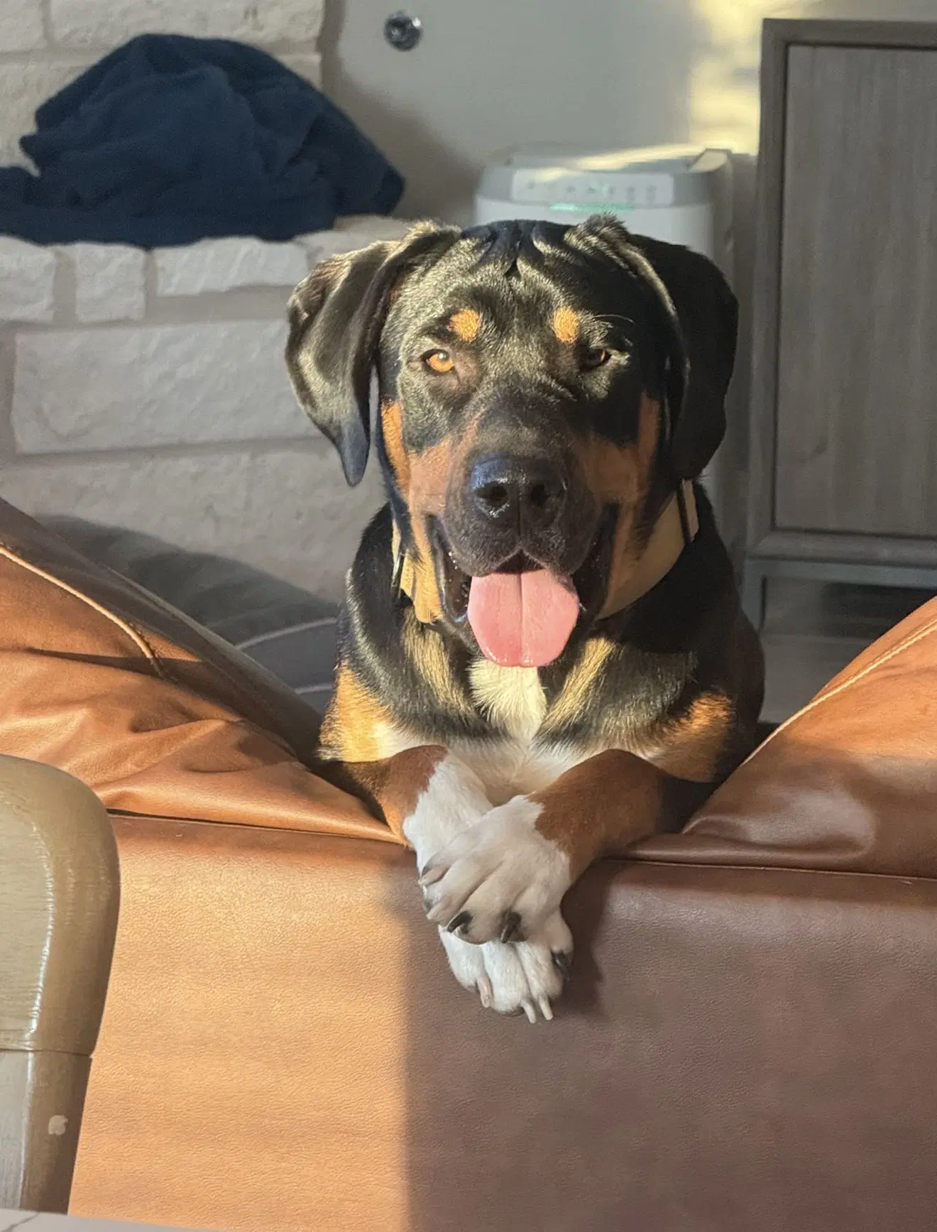 Bear - Bloodhound
