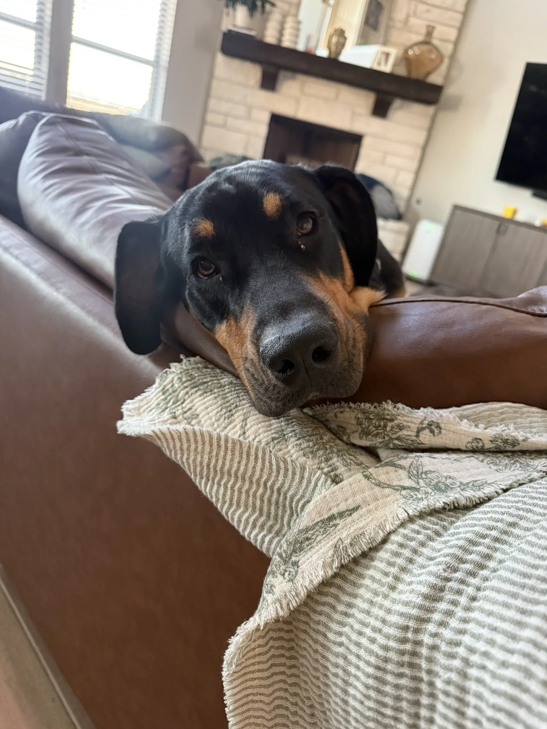 Bear - Bloodhound