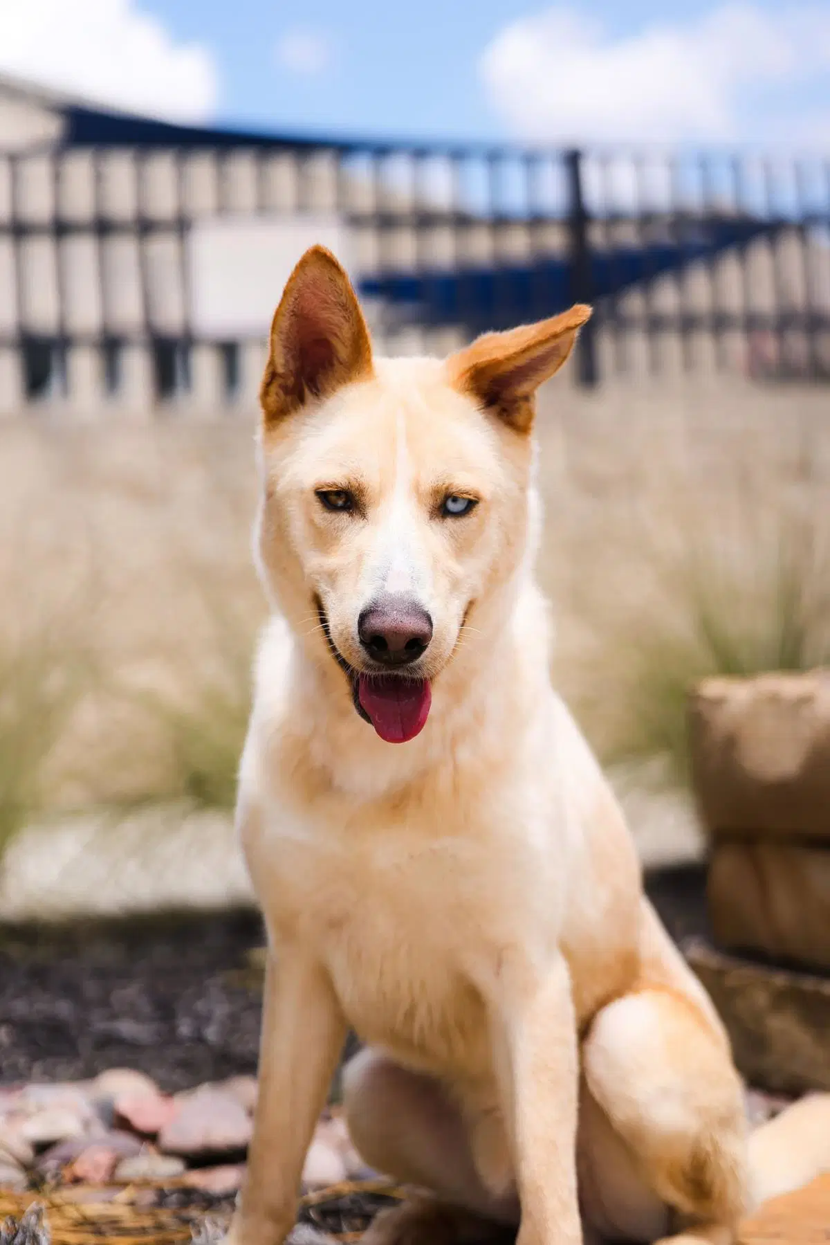 Montana - Husky