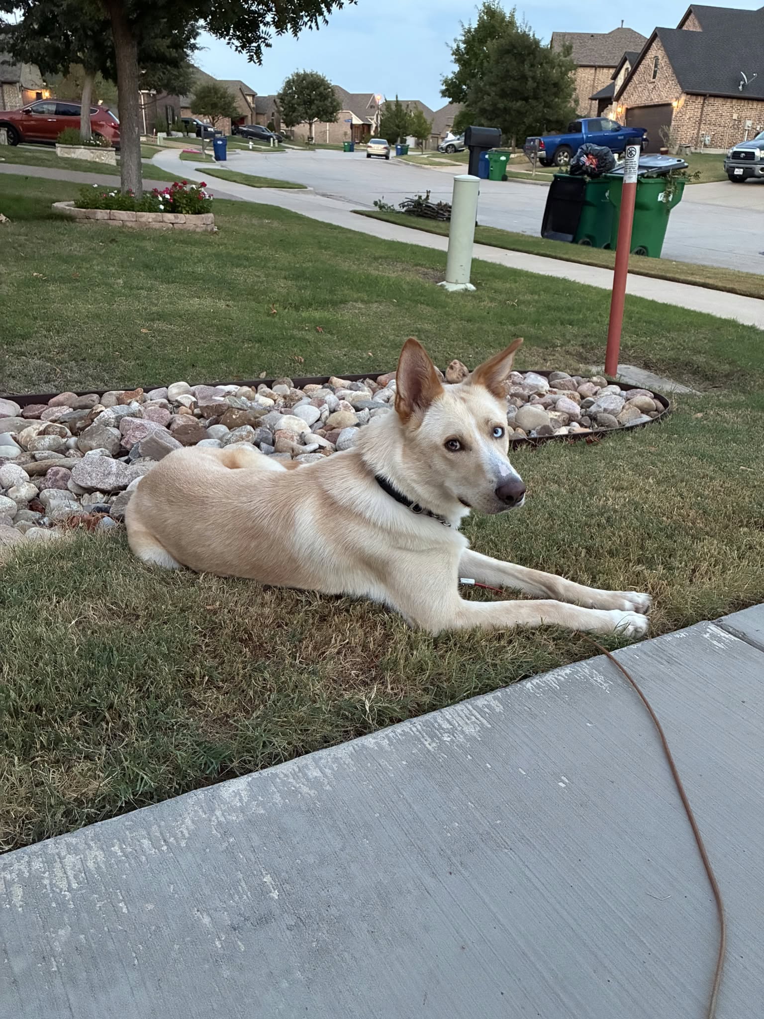 Montana, Husky