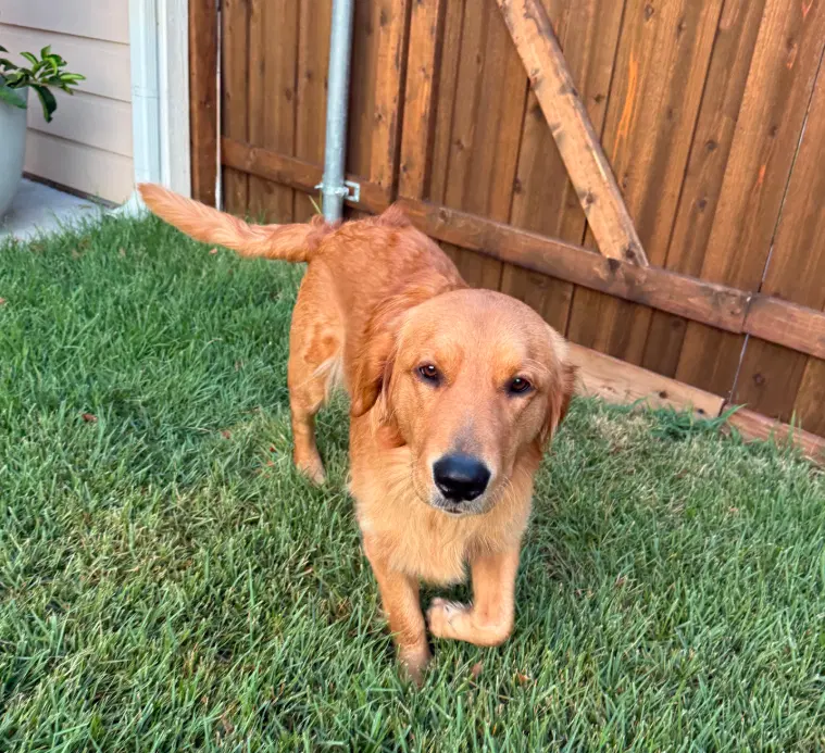 Charlie image 2