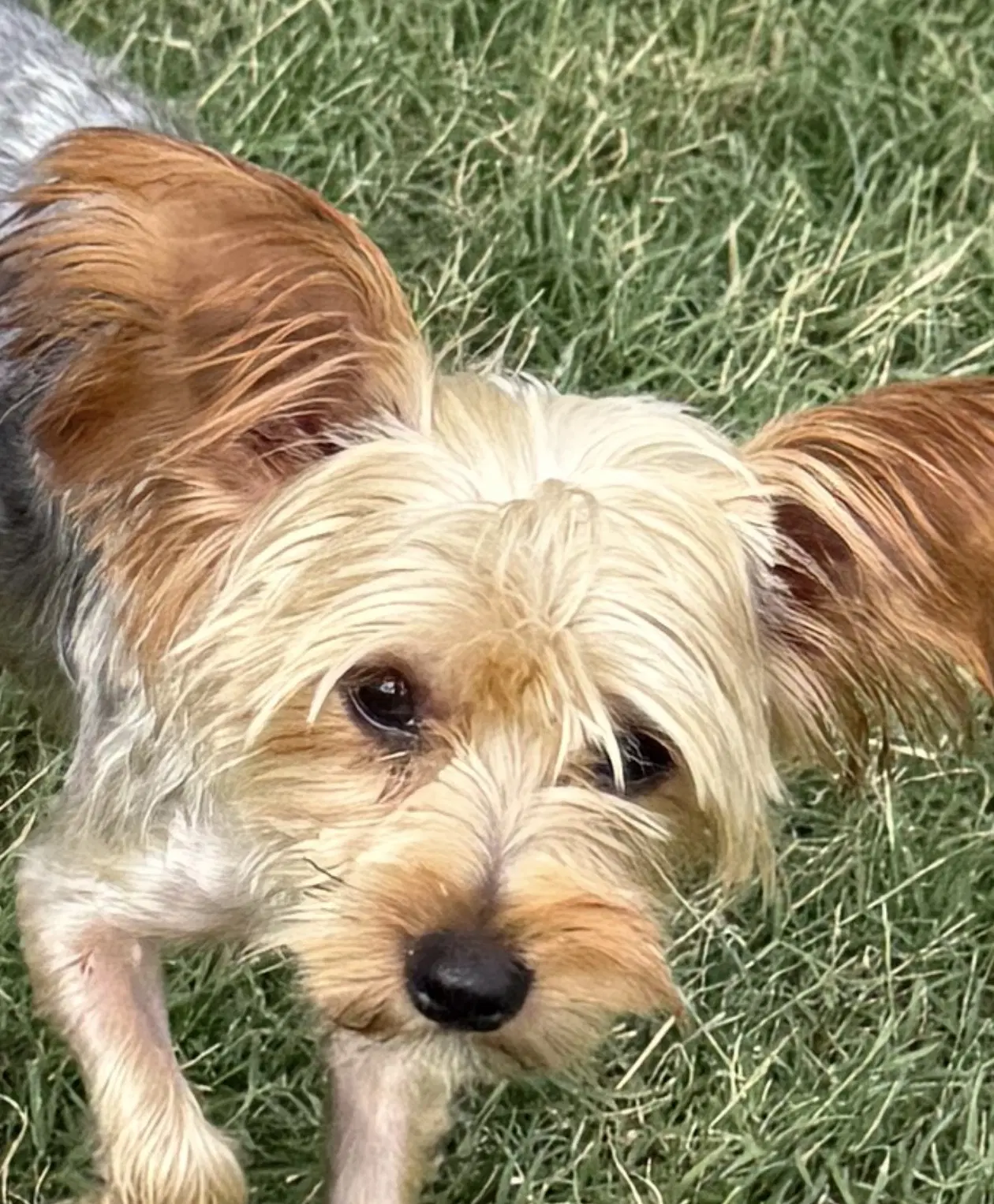 Peanut - Yorkshire Terrier Yorkie