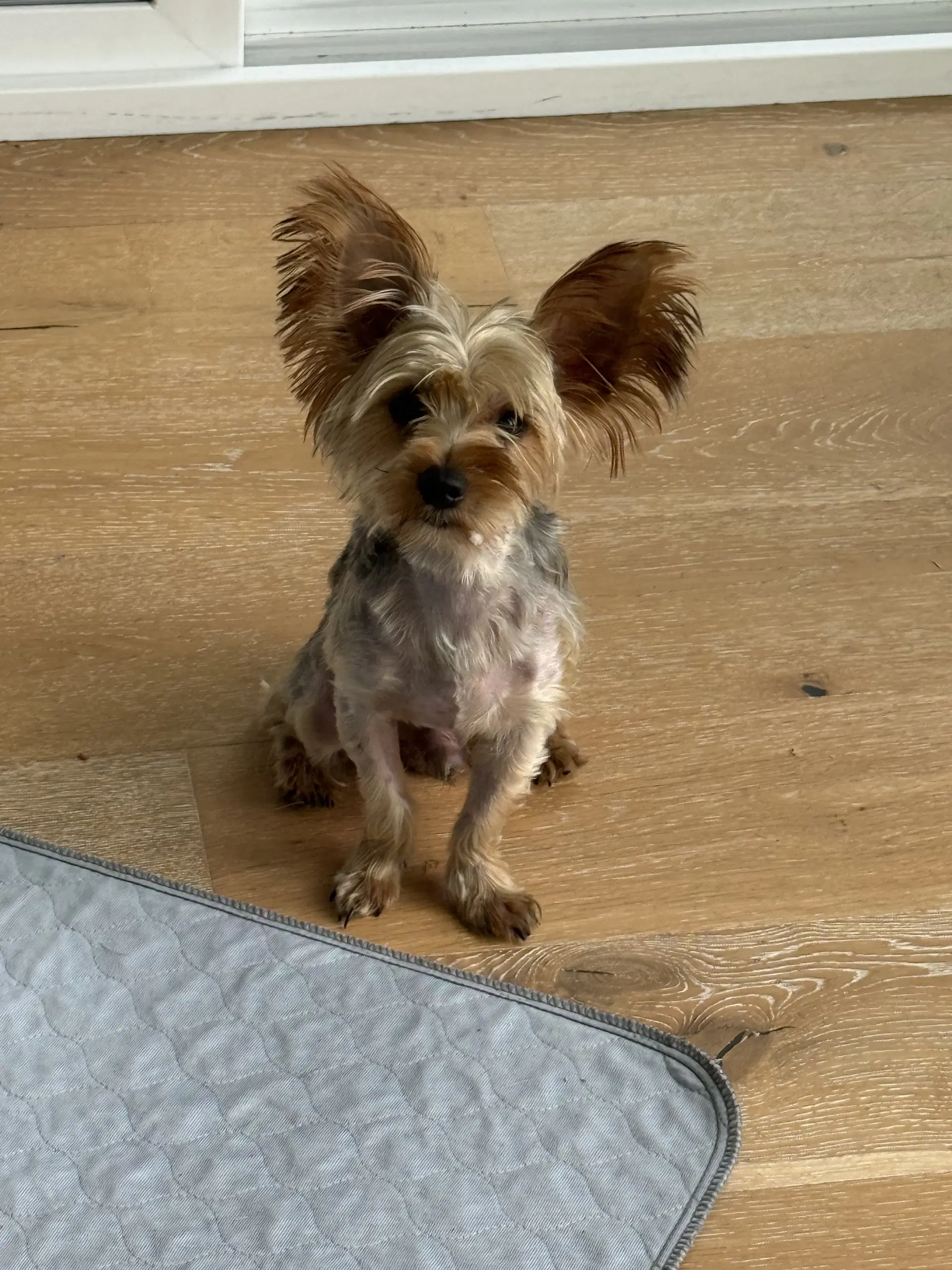 Peanut image 3