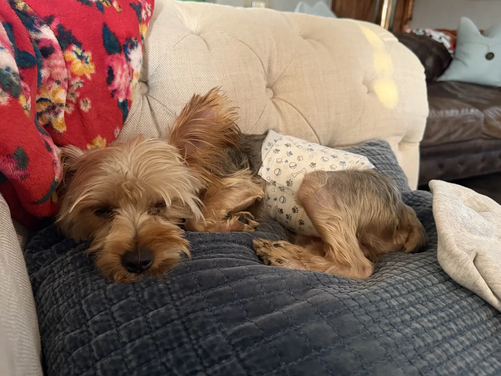 Peanut image 4