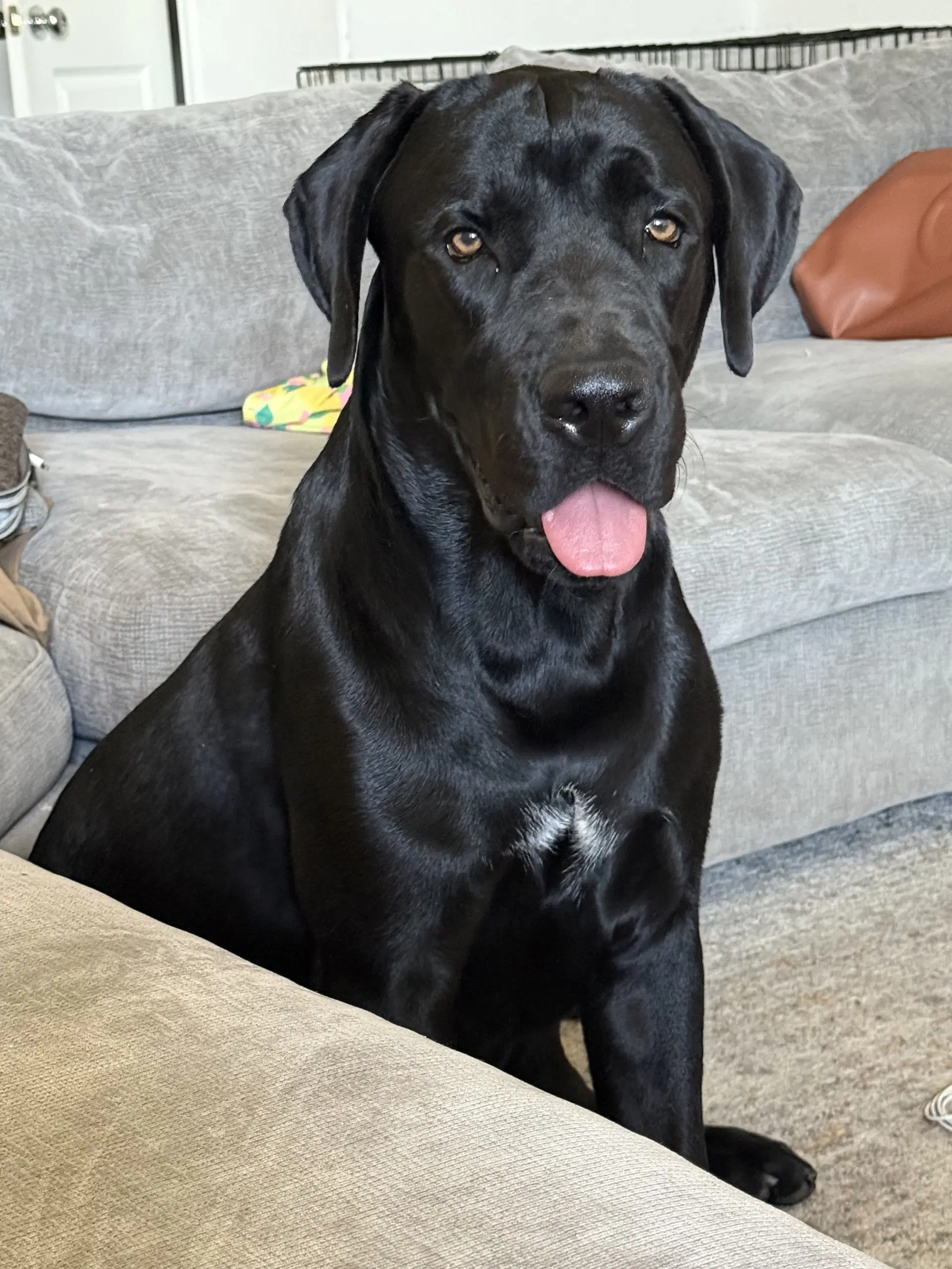 Sirius - Cane Corso Mastiff