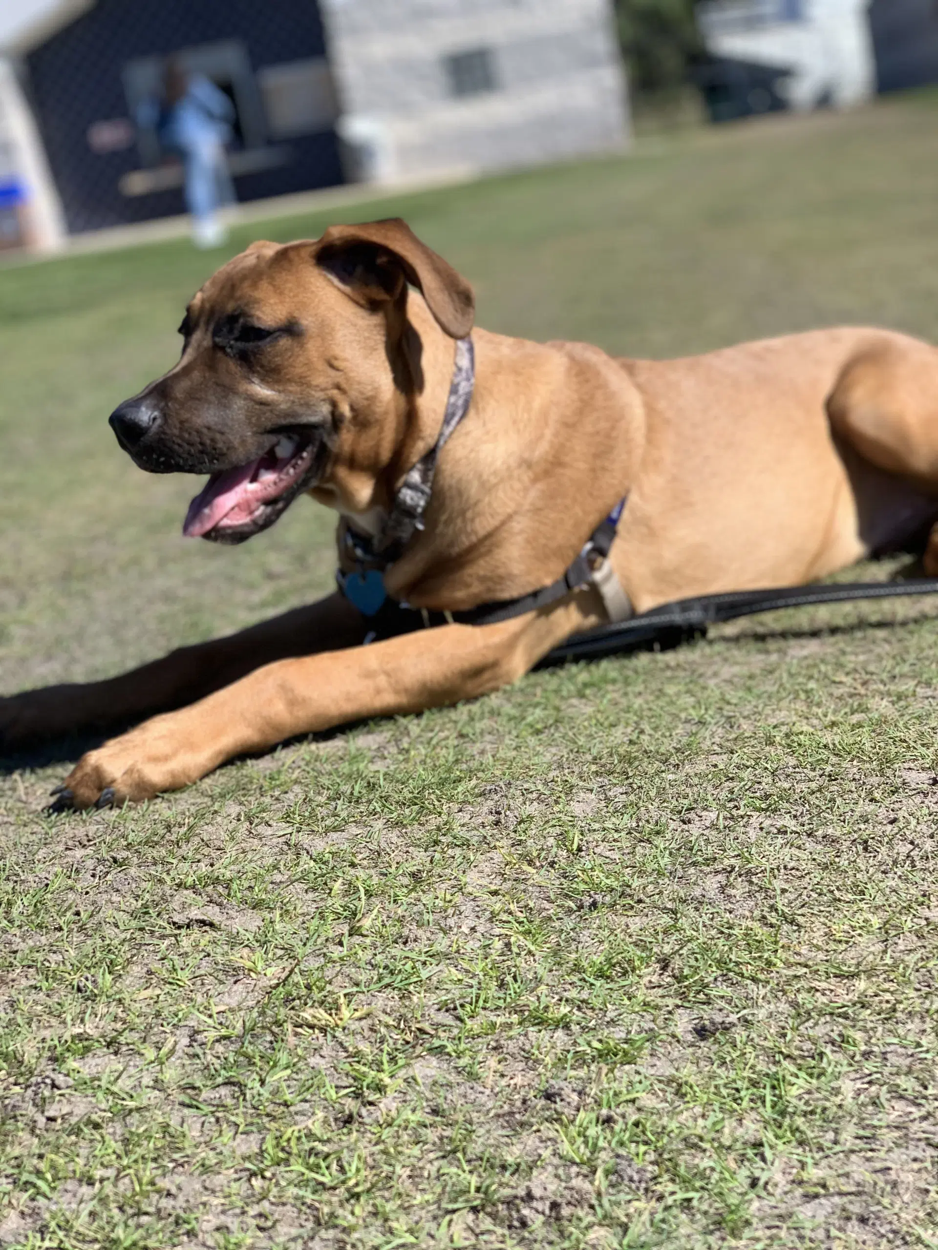 Chuck - Rhodesian Ridgeback