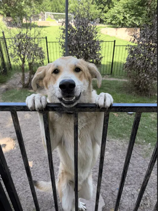 Lux - Shepherd