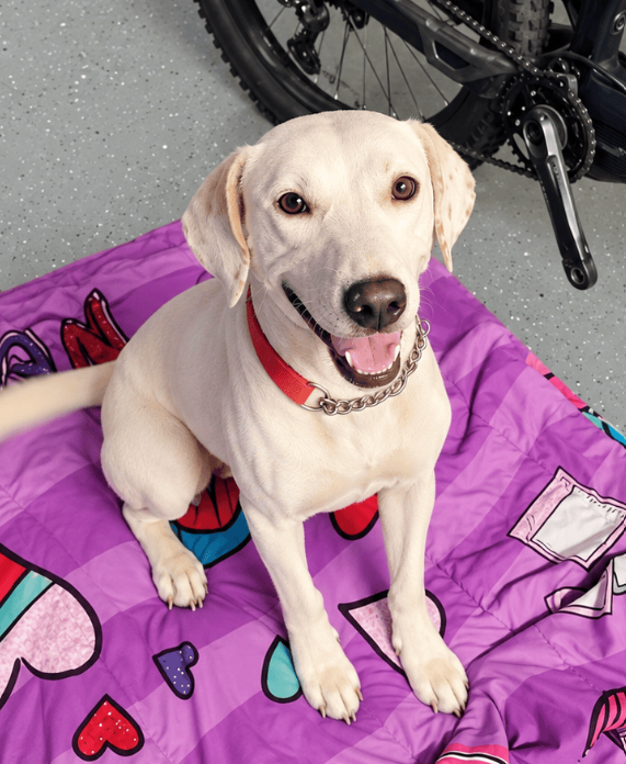 Atty, Labrador Retriever