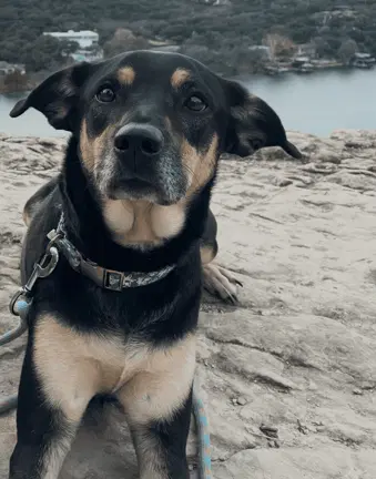 Hunny - Shepherd
