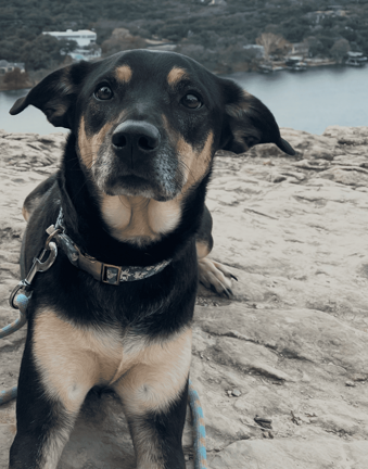 Hunny, a dog for adoption from Legacy Humane Society