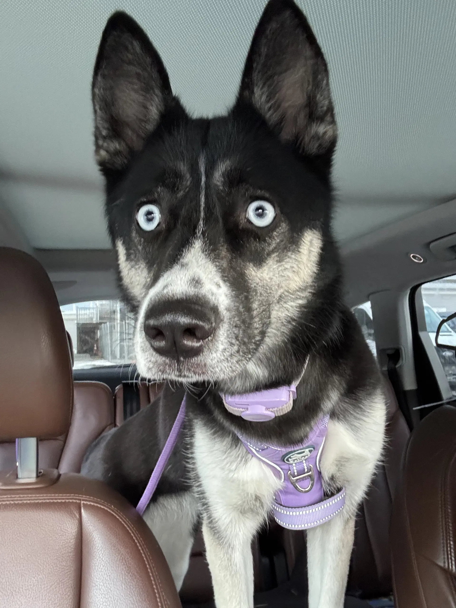 Dascha - Husky