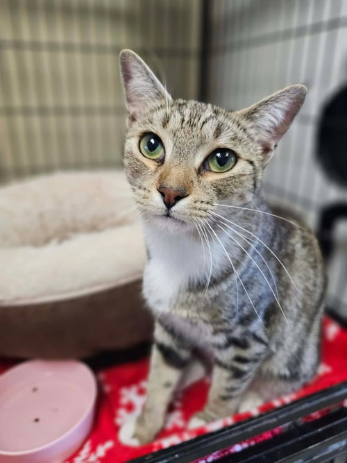 Crowley, Domestic Short Hair (short coat)