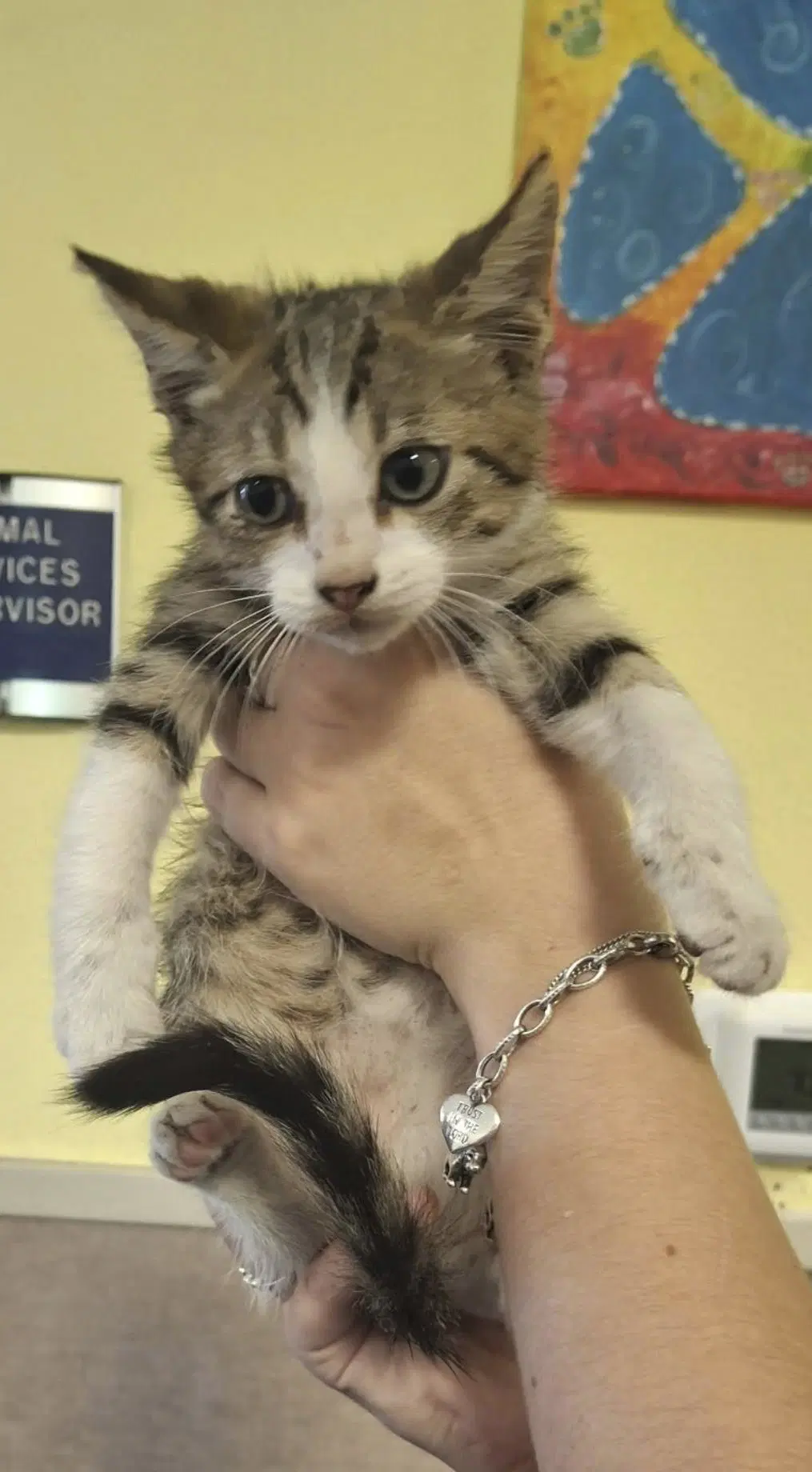 Pesto - Domestic Short Hair