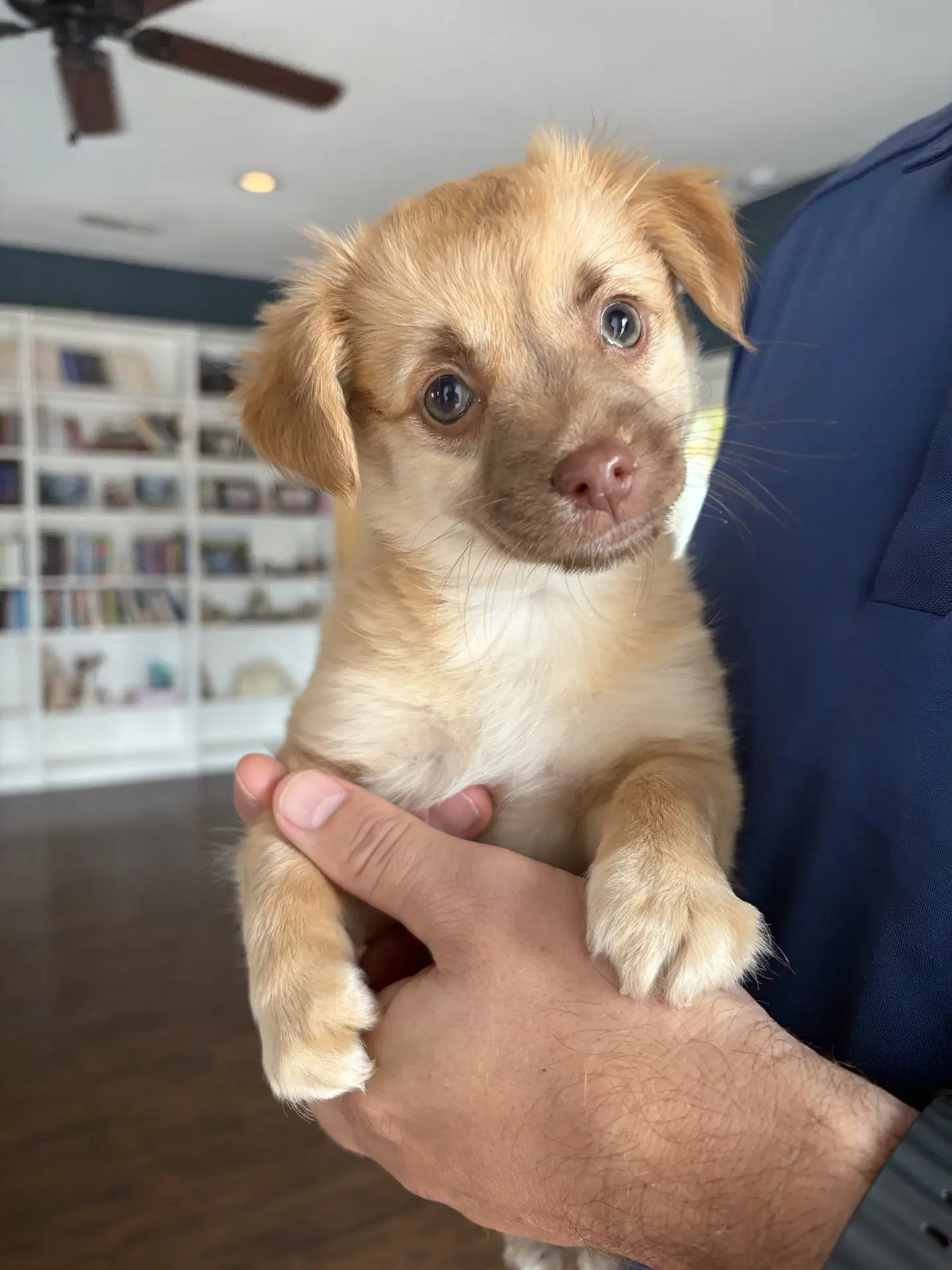 Scooby - Chihuahua