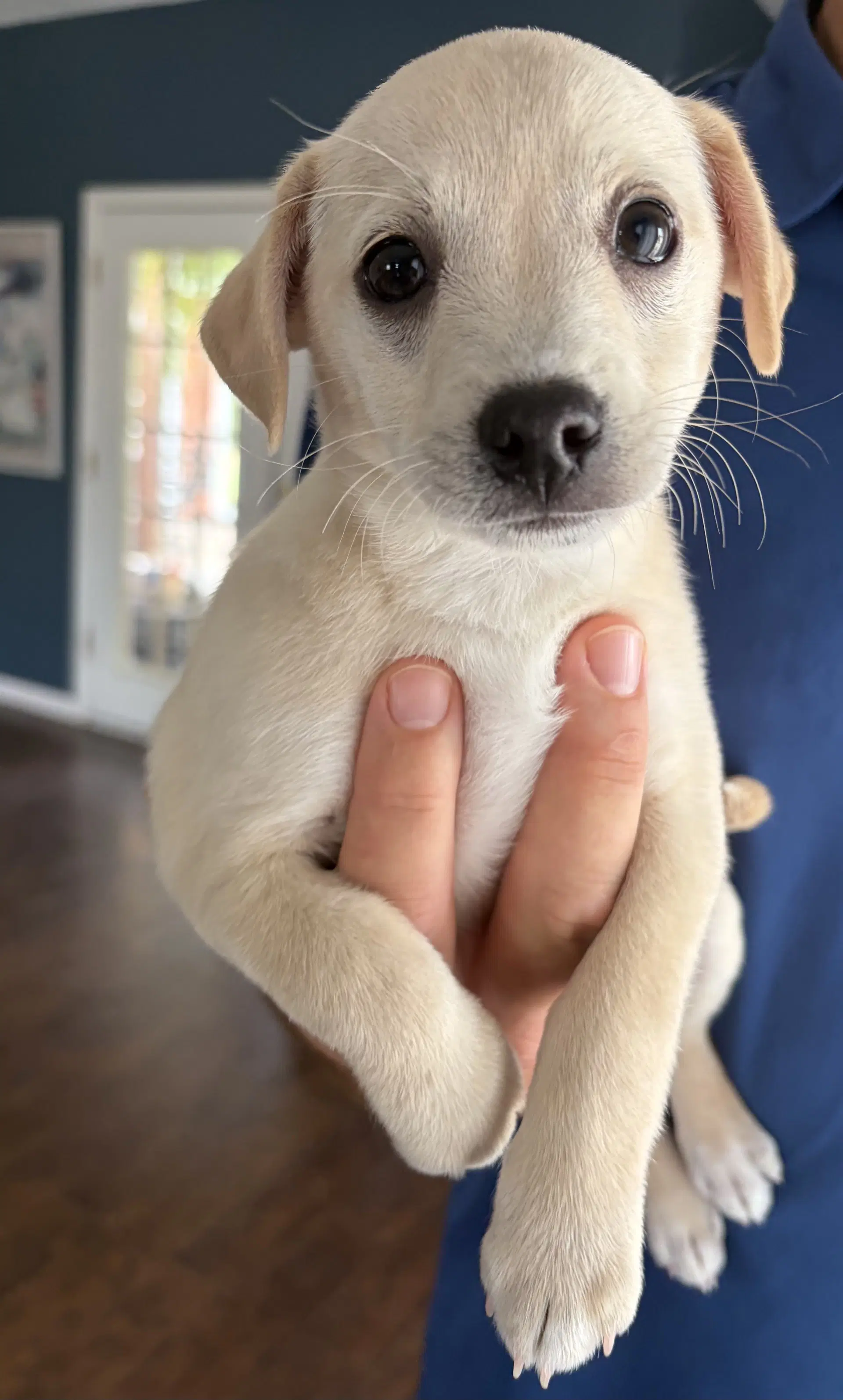 Scrappy - Chihuahua