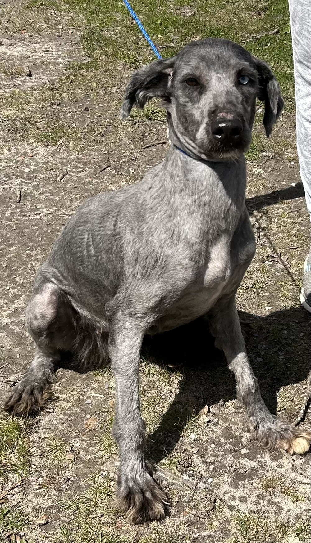 adoptable Dog in Calverton, NY named Ash