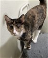 adoptable Cat in  named Ember