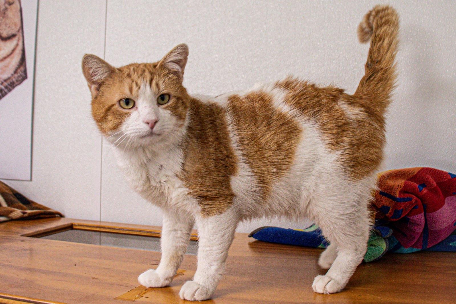 adoptable Cat in Calverton, NY named Dusty