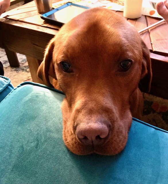 Dog for Adoption Copper, a Labrador Retriever in Mount Laurel, NJ