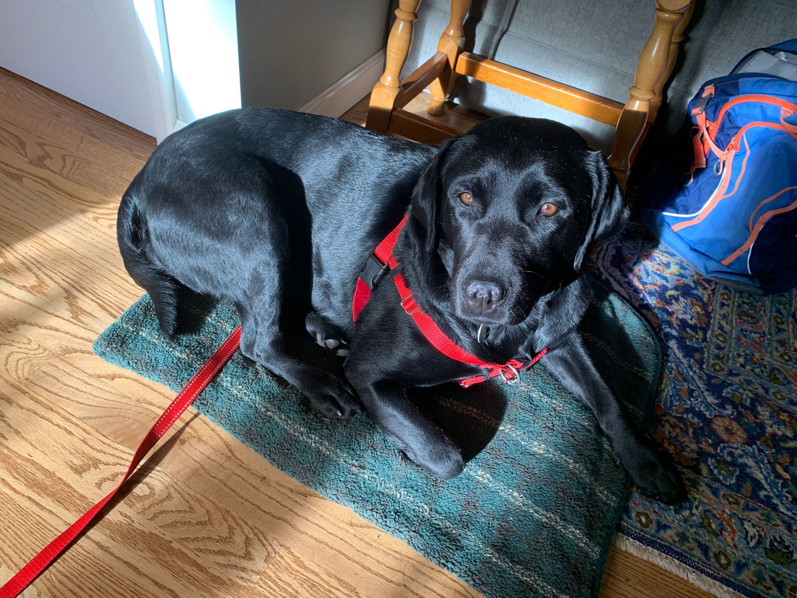 Dog for Adoption - Lolly, a Labrador Retriever in Atco, NJ | Alpha Paw