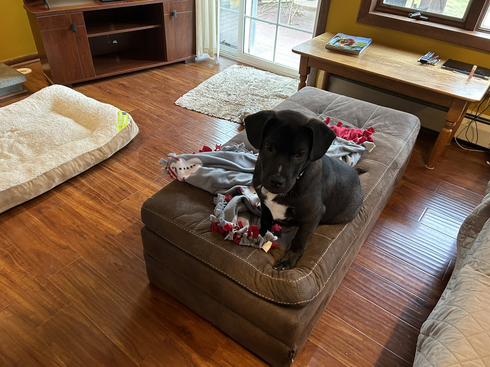 Dog adoption in Warrington, PA 18976 Labrador Retriever / Mixed (short