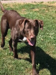 Dog for Adoption - Stallion, a Labrador Retriever in Pennsville, NJ ...