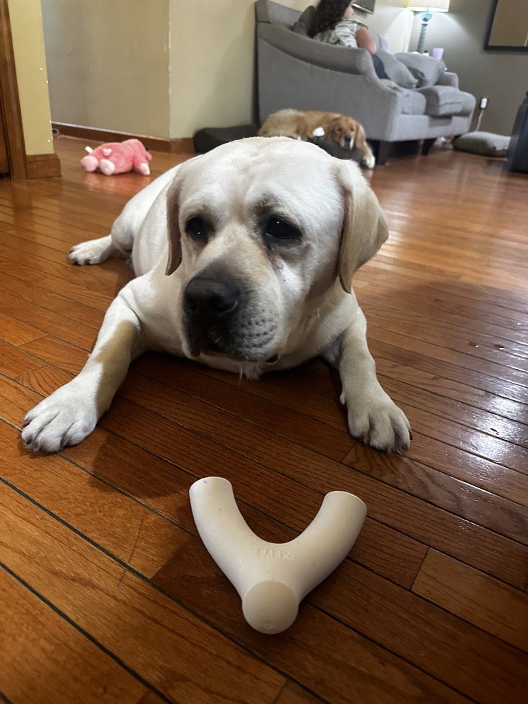 Dog for Adoption Striker, a Labrador Retriever in Wenonah, NJ Alpha Paw