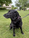 adoptable Dog in , PA named Wilma
