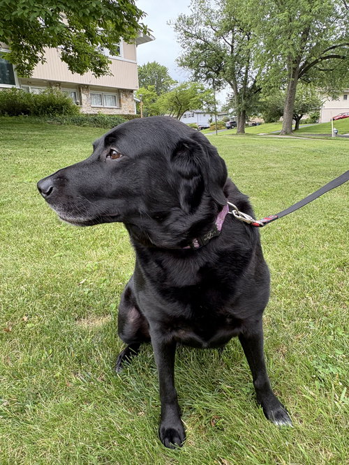 picture of the dog needing adoption