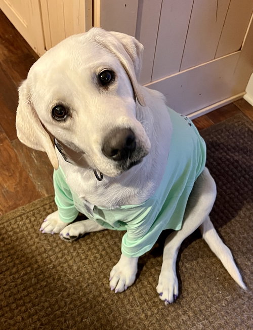 picture of the dog needing adoption