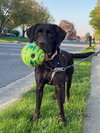 Bailey #28 - Photo 1
