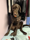 Bailey #28 - Photo 3
