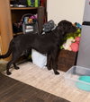 Bailey #28 - Photo 4
