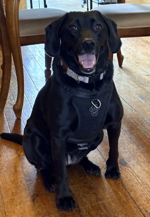 picture of the dog needing adoption
