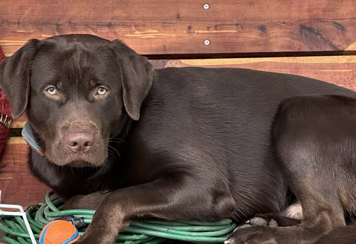 picture of the dog needing adoption