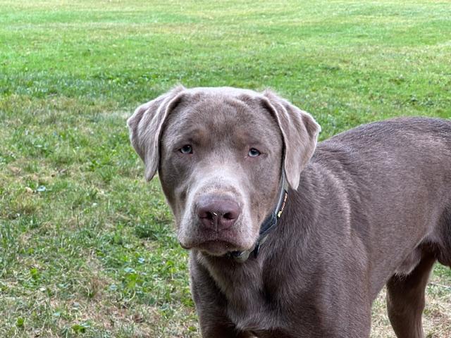 Diesel #6