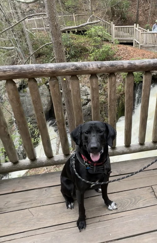 picture of the dog needing adoption