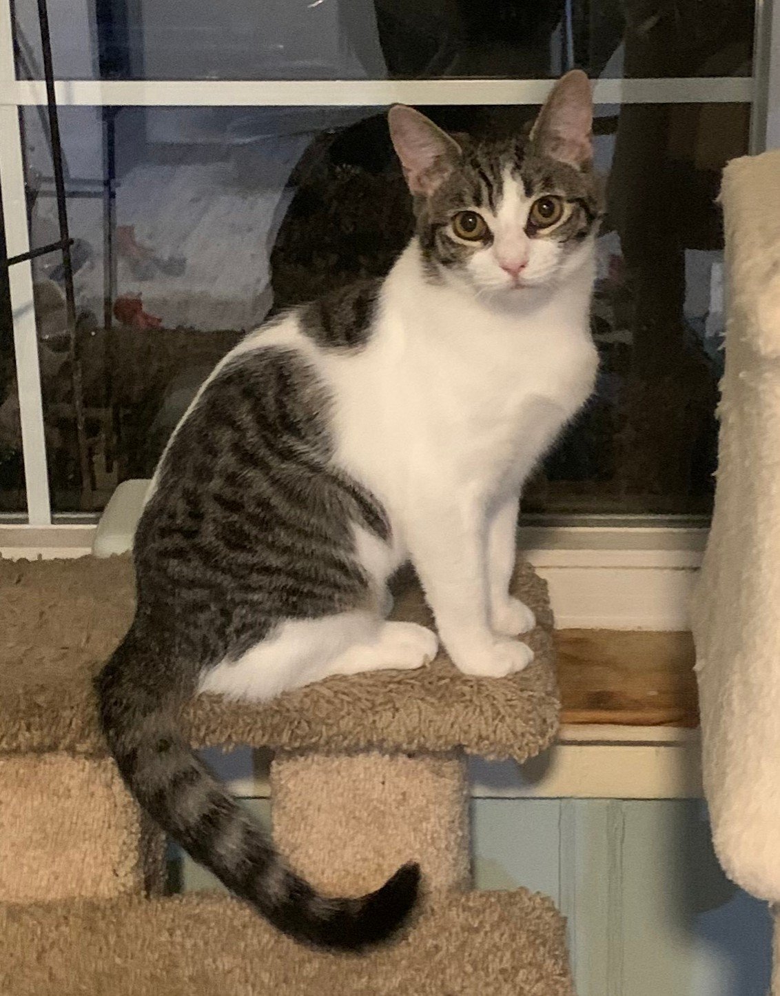 adoptable Cat in Wyncote, PA named Sissy (FCID# 02/28/2020 - 167)