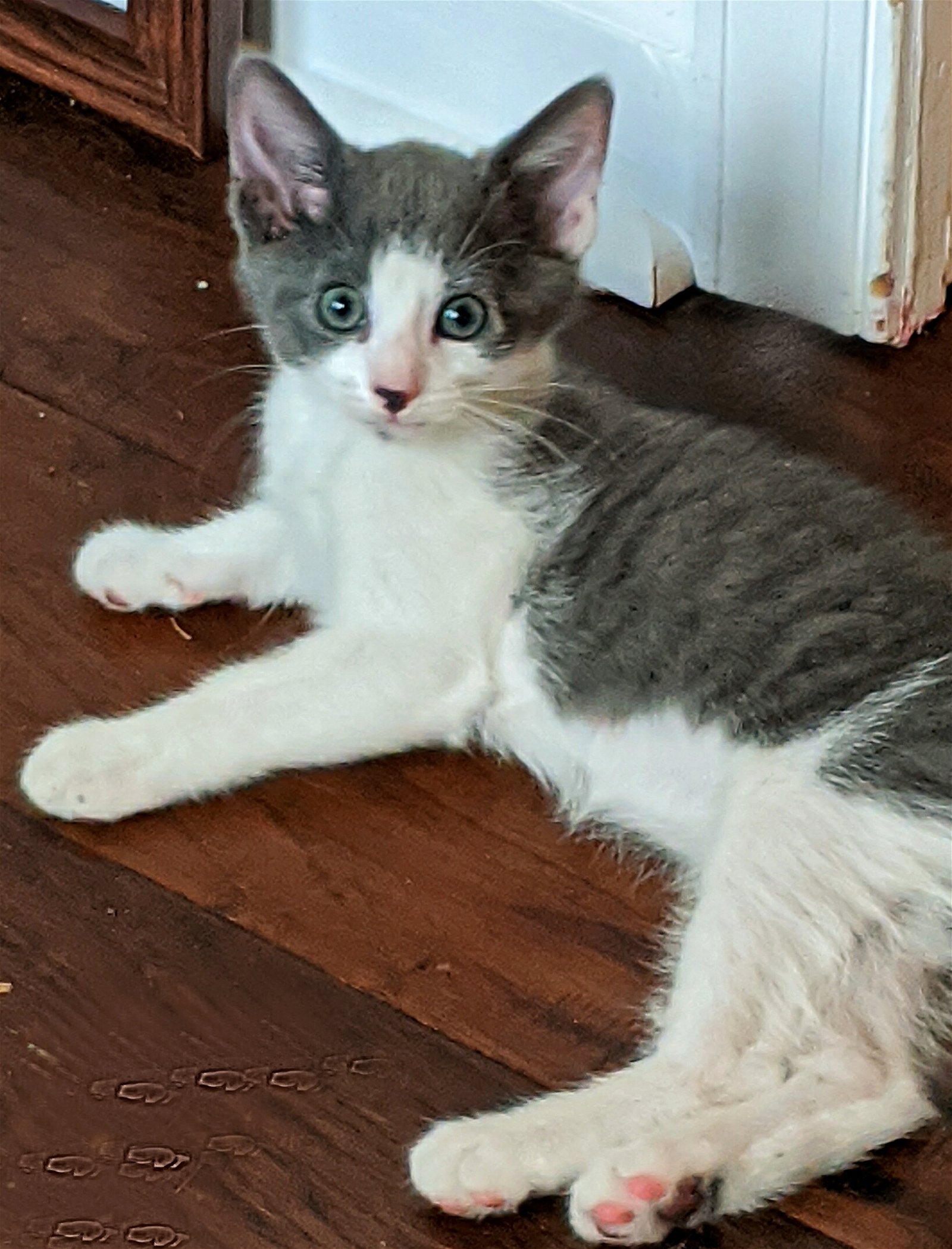 adoptable Cat in Glen Mills, PA named Jacee (FCID# 07/23/2020 - 9 Glen Mills PS))