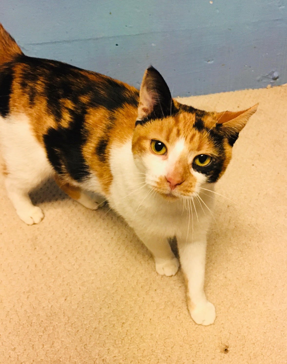 adoptable Cat in Glenside, PA named Eloise (FCID# 11/16/2020 - 34)