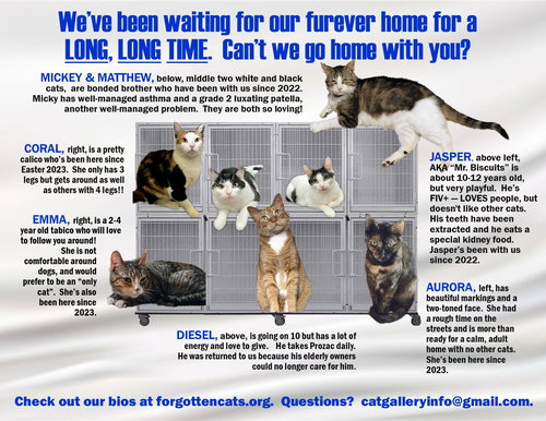 LONGER TIMERS PART 1:  MALE & FEMALE - Domestic Short Hair available for adoption