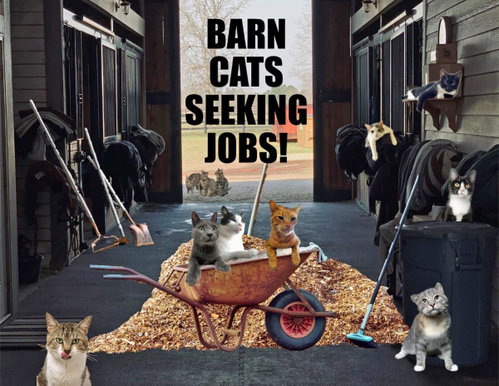 Photo 4 of We Have Male and Female Barn Cats!