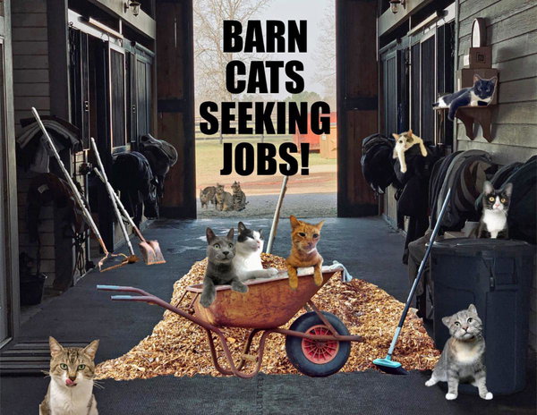 We Have Male and Female Barn Cats!