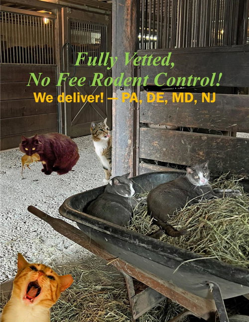 WE HAVE MALE AND FEMALE BARN CATS! - Domestic Short Hair available for adoption