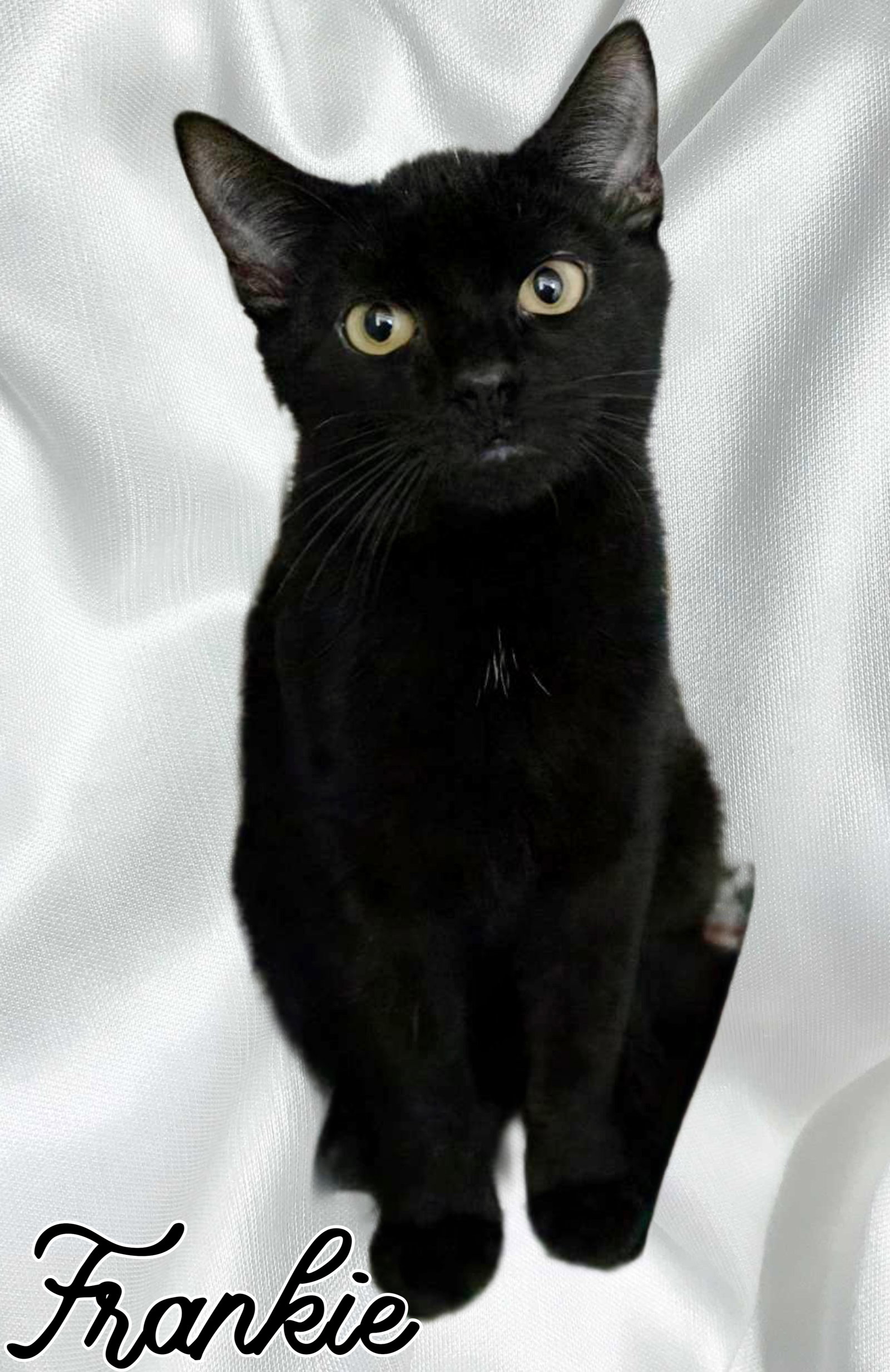 Cats for Adoption in Middletown, Delaware Alpha Paw