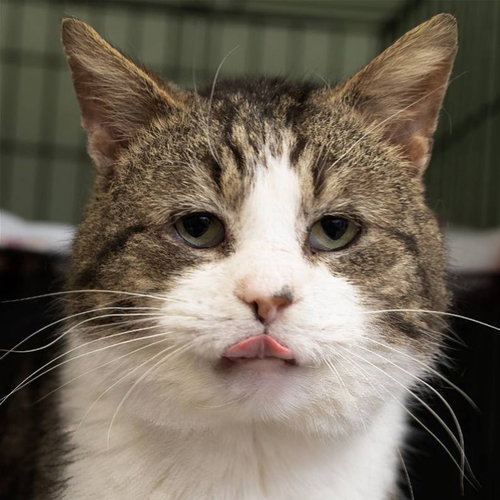 JASPER (FCID# 10/17/2022 - 116) SN FOOD - Tabby available for adoption