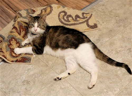 JASPER (FCID# 10/17/2022 - 116) SN FOOD - Tabby available for adoption