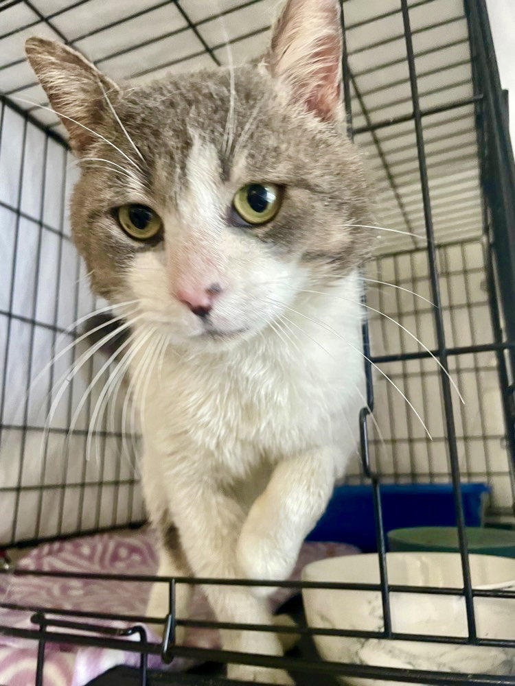 Cats for Adoption in Bear, Delaware Alpha Paw