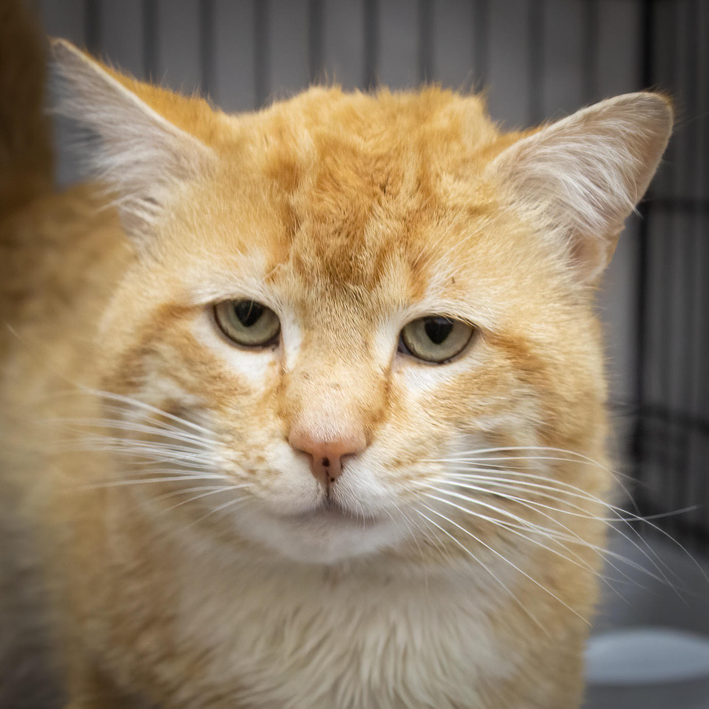 Cats for Adoption in Lewes, Delaware | Alpha Paw