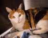 adoptable Cat in middletown, DE named Coral (FCID# 03/22/2023 - 11)